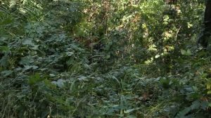 ch109.mp4.0005